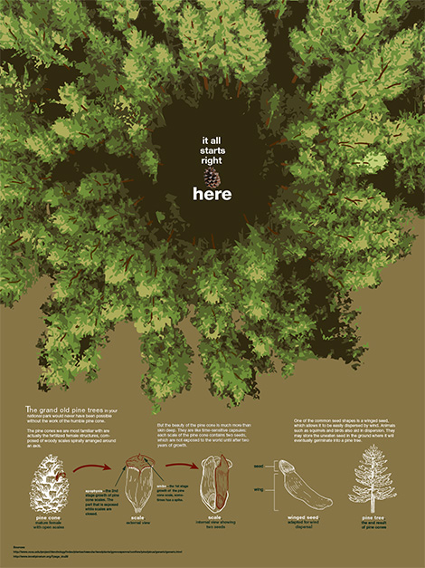 Informative poster featuring the pinecone, its purpose, anatomy, and great potential