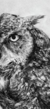 Great Horned Owl, representational charcoal drawing